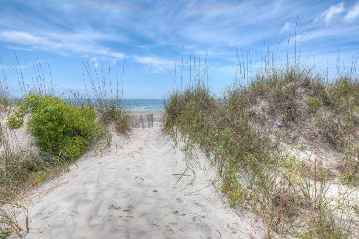 _osprey Nest Myrtle Beach