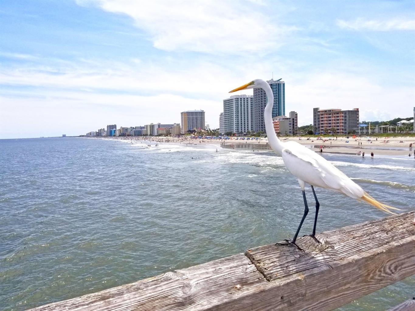 Floormodern Building, Pools Direct Oceanfront Myrtle Beach