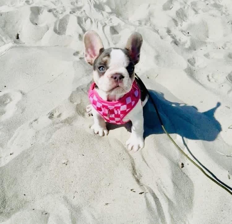 Pet Friendly Modern Oceanfront Holiday home