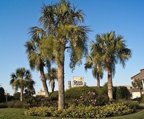 Units At Ocean Forest By Elliott 3*