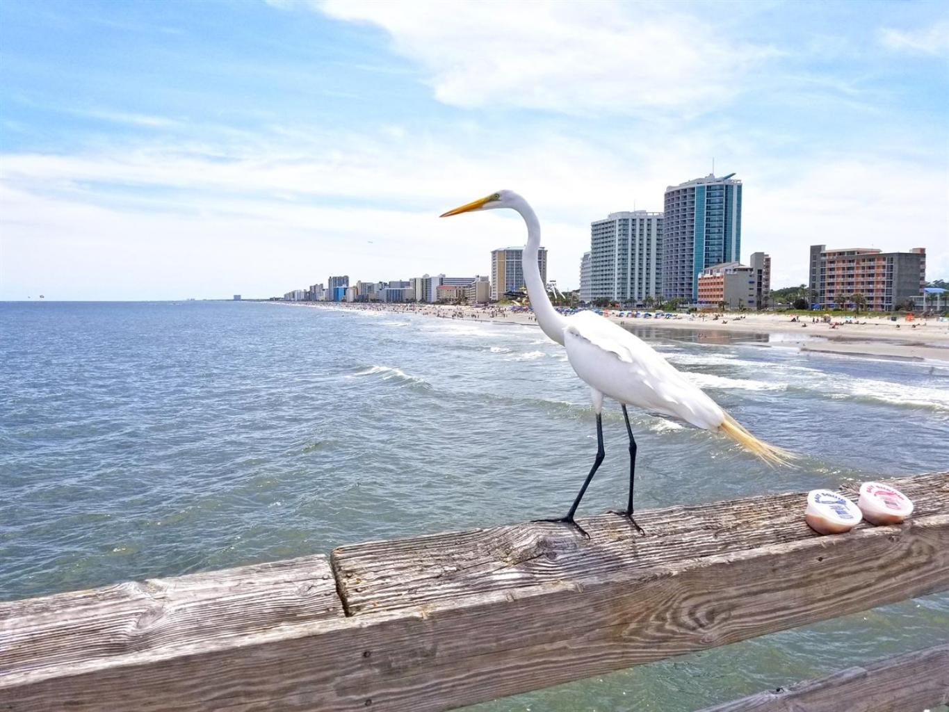 Myrtle Beach Oceanfront Condo With Stunning Views Hotel